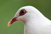 White-headed Pigeon (Columba leucomela)